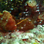 Die Unterwasserwelt vor Bali kann auch sehr bunt sein