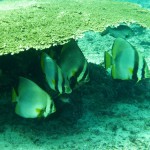 Fische suchen den Schutz der Korallen