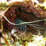 Lobster in seiner Höhle vor den Gili Islands