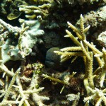 Muräne im Schutz der Korallen