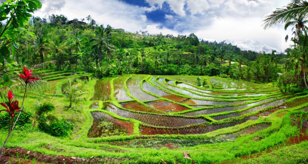 Die Kulisse der Reisterassen auf Bali ist traumhaft