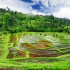 Die Kulisse der Reisterassen auf Bali ist traumhaft