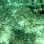 Kleine Seeschlange vor der Küste der Gili-Islands