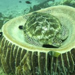 In einer Koralle schlafende Schildkröte