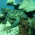 Schildköten machen es sich zum Schlafen auf den Korallen bequem